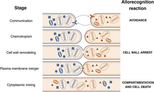 Figure 1. The different stages of somatic cell fusion in N. crassa and respective allorecognition checkpoint systems and genetic determinants that have been identified thus far