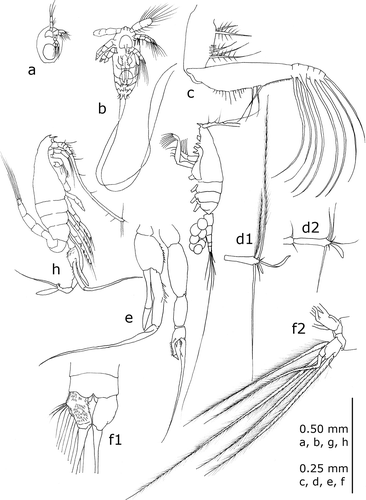 Figure 1. Standard representation of Euchaeta marina (Prestandrea Citation1833), the first Calanoida species reported from Italian marine waters: (a) first nauplius; (b) metanauplius; (c) maxilliped; (d) extremity of antennulae – d1 female, d2 male; (e) fifth pair of thoracic legs, male; (f) furca – f1 female, f2 male; (g) adult male, lateral view; (h) adult female, lateral view. (Redrawn from different sources: (a) from Sazhina Citation1985; (b) from Bjornberg Citation1972; (c–g) from Giesbrecht Citation1892; (h) from Claus Citation1863).