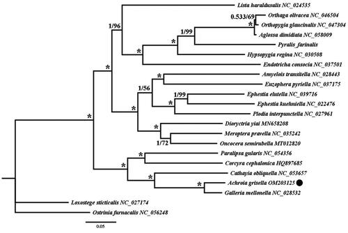 Figure 1. The phylogenetic trees of Achroia grisella were inferred from the amino acid sequences of the 13 PCGs in mitogenome of 22 species from using Bayesian inferences (BI) and maximum likelihood (ML) methods. Numbers on branches indicate BI posterior probability (PP, left) and ML bootstrap support (BS, right), respectively. An asterisk denotes PP =1 and BS = 100. The black dot indicates mitogenome of Achroia grisella newly determined in this study.
