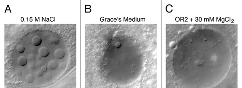Figure 5 (A) GVs exposed to a solution containing only NaCl develop nuclear bodies. (B) Nuclear bodies do not form when GVs are exposed to Grace's insect culture medium. (C) Bodies fail to form when the isolation medium contains MgCl2 in the 10–30 mM range. The same is true for CaCl2. Bar = 10 µm.