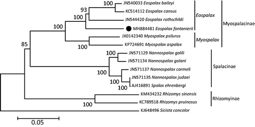 Figure 1. Maximum-likelihood (ML) phylogenetic tree of Eospalax fontanierii and the other 12 species of Spalacidae using Sicista concolor as an outgroup. The number around each node indicates the ML bootstrap support values. All 14 species’ accession numbers are listed as below: E. fontanierii (MH884481), E. baileyi (JN540033), E. cansus (KC514112), E. rothschildi (JN544420), Myospalax aspalax (KP724691), M. psilurus (JX014234), Spalax carmeli (JN571137), Nannospalax galili (JN571129), N. golani (JN571134), N. judaei (JN571135), N. ehrenbergi (AJ416891), Rhizomys pruinosus (KC789518), R. sinensis (KM434232), and S. concolor (KJ648496).