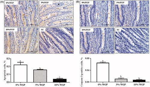 Figure 3. Jejunum epithelial apoptosis among control (□), 5% WGP (Display full size) and 10% WGP (■) supplementation groups. (A) Tunnel staining showed decreased apoptotic cell numbers in WGP supplementation groups. (B) Immunohistochemistry staining showed that caspase 3 positive cell numbers were decreased in jejunum of lambs fed the WGP containing diet (mean ± SEM; n = 6). WGP: wine grape pomace