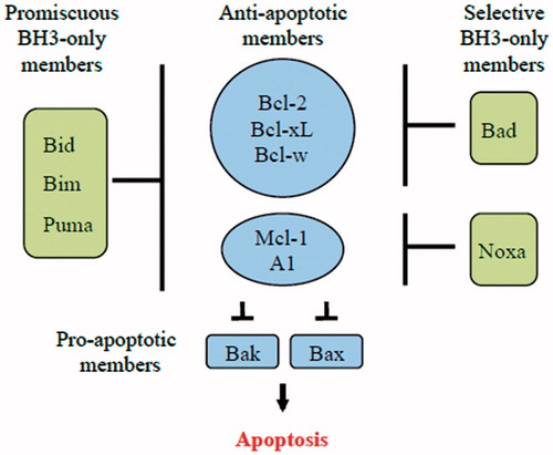 Figure 5. Schematic model showing the binding specificity of different BH3-only proteins. Bim, Puma and tBid (promiscuous members) are able to bind to all anti-apoptotic Bcl-2 family members. On the other hand, Bad and Noxa (selective members) bind only to certain anti-apoptotic Bcl-2 family members.