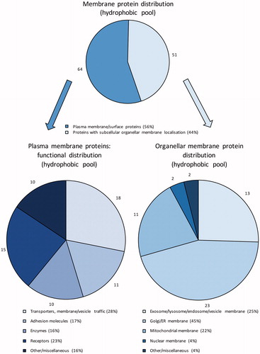Figure 3. Subcellular distribution of the identified membrane proteins in the hydrophobic fraction. PM proteins were further classified according to their main function based on GO annotations. Numbers outside pie charts represent the actual numbers of proteins identified in each subgroup.