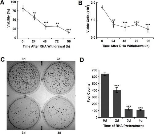 Figure 4 (A) Viability and (B) viable cells of A-375 cells after RHA withdrawal. Cells were pre-treated with 25 μM of RHA nanoparticles for 48 hrs. (C) Image and (D) foci counts of colony formation of A-375 cells pre-treated with 25 μM of RHA nanoparticles for various days. Data were shown as mean with SD error bars (n=3). Significance difference: ** (comparing with 0 hrs, P < 0.01) and *** (comparing with 0 hrs, P < 0.001).