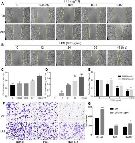 Figure 1 LPS-induced migration, invasion and epithelial-to-mesenchymal transition. The wound healing assays of DU145 cells with various concentrations of LPS stimulation for 24 hrs were conducted (A) and the data were presented as an average of three independent experiments (C). The wound healing assays of DU145 cells with LPS stimulation (0.01 μg/mL) at indicated period of time were conducted (B) and the data were presented as an average of three independent experiments (D). The expression of CK8, CK18 and vimentin in DU145 cells treated with LPS at 0.01 μg/mL for indicated period of time was evaluated using qRT-PCR, and the ratio of CK8/vimentin or CK18/vimentin was presented (E). The invasion assays of DU145, PC3 and RWPE-1 cells with LPS treatment at 0.01 μg/mL were conducted (F) and the data were presented as an average of three independent experiments (G). (By comparing with control group, *p<0.05; **p<0.01; ***p<0.001).