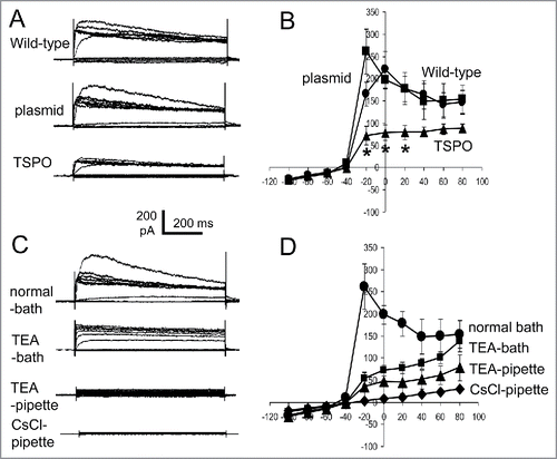 Figure 5. TSPO decreased whole-cell outward rectified K+ currents. (A) Episodic current traces of voltage-activated (from −100 mV to +80 mV with 20 mV increment for A, C) outward currents recorded in wild-type, empty plasmid, and TSPO-Jurkat cells. The membrane potential was held at −60 mV. The shape and amplitude of voltage induced outward currents in wild-type and empty plasmid Jurkat cells were comparable, while the amplitude in TSPO-Jurkat cells was smaller. (B) Current-voltage (I-V) curves of voltage-activated currents shown in (A). The amplitude of voltage-gated outward currents in TSPO-Jurkat cells was significantly smaller at −20 mV to 20 mV than either wild-type or empty plasmid Jurkat cells. (C) Current traces of empty plasmid Jurkat cells in normal bath solution (containing NaCl) and normal pipette solution (containing KCl), in normal bath solution with addition of 20 mM TEA-Cl, in normal pipette solution with addition of 20 mM TEA-Cl, and in a pipette solution with CsCl replacing KCl. TEA in the bath solution partly inhibited the voltage-gated outward current, but a greater effect was seen when TEA was in the pipette solution. Cs+ replacement of K+ in the pipette solution abolished the outward currents. (D) The I-V curves of corresponding traces shown in (C).