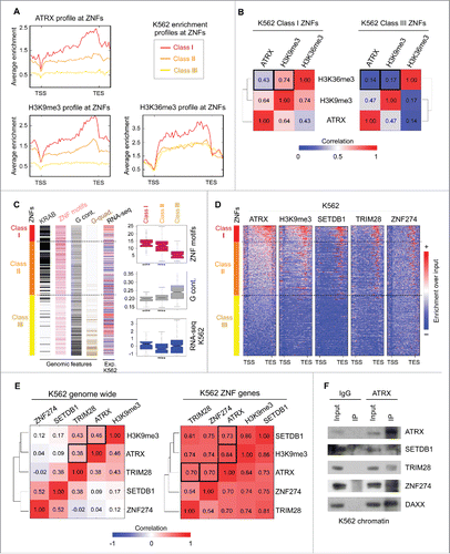 Figure 2. ATRX and the ZNF274/TRIM28/SETDB1 complex bind to ZNF genes with an atypical chromatin signature and distinctive genomic and epigenetic features. (A) Average K562 enrichment ChIP-seq profiles of ATRX, H3K9me3 and H3K36me3 at ZNFs classified by their ATRX content. Class I contains high levels of ATRX (n = 91), Class II contains medium to low levels of ATRX (n = 303) and Class III is devoid of ATRX enrichment (n = 342). (B) Spearman correlation heatmap of K562 ChIP-seq signal at ZNF Class I genes (left) and ZNF Class III genes (right). (C) Left: Distribution of genetic features among ZNF classes (sorted from high to low ATRX enrichment from top to bottom). Dashed lines show separation of the 3 classes. Colors represent presence of KRAB domains (black), number of zinc finger motifs (pink), G content at the C-terminal ZNF region (last 3 kb of the gene) (gray) and presence of sequences predicted to form G-quadruplexes (brown). RNA-seq bar shows the Z score of the normalized RPKM signal (log2(RPKM+1)) in K562; red: high expression signal and blue = low expression signal. For statistical tests between the classes see Table S3. Right: Box plots displaying the number of ZNF motifs, G-content at the ZNF region and RNA-seq values in K562 per ZNF Class. Asterisks show significant differences (P-value < 1 × 10−4). (D) Metagene analysis of ChIP-seq enrichment over input profiles at ZNF gene bodies ± 1 kb. (E) Spearman correlation heatmaps between ChIP-seq profiles genome-wide (left) and at ZNF genes (right). Black boxes indicate the significant correlations. (F) Immunoblots for endogenous ATRX Co-IP of chromatin bound proteins in K562 cells after pulldown with IgG or ATRX antibody. DAXX used as a positive control for the ATRX IP.