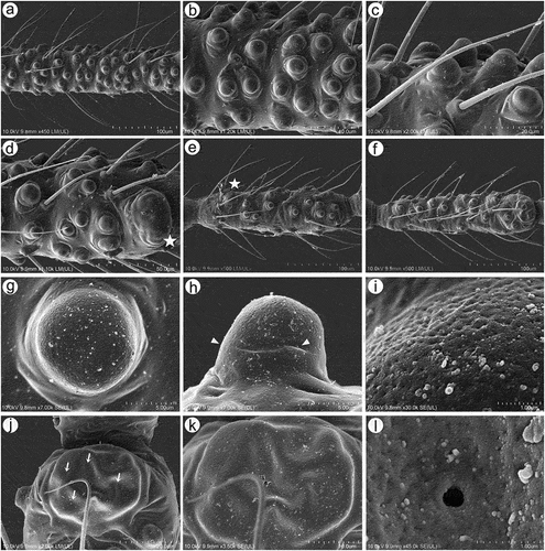 Figure 13. SEM of antennal flagellum sensilla of alate viviparous female of S. yushanensis: (a) fragment of ANT III with numerous small multiporous placoid sensilla (secondary rhinaria), (b, c) structure of secondary rhinaria and type I trichoid sensilla on ANT III, (d) different sizes of small multiporous placoid sensilla on ANT III with one of a size of big multiporous placoid sensillum (star), (e) small multiporous placoid sensilla n ANT IV od different sizes (star), (f) small multiporous placoid sensilla (secondary rhinaria) and big multiporous placoid sensilla (primary rhinarium) on ANT VI, (g, h) ultrastructure of small multiporous placoid sensillum with well visible sclerotic collar. Arrowhead showing the border between the cuticle and porous membrane, (i) ultrastructure of the porous membrane of small sensilla, (j) big multiporous sensillum with openings on the membrane (arrows), (k) structure of the sensillum membrane with the openings, (l) ultrastructure of porous membrane and the additional opening.