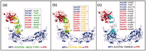 Figure 5. Comparison of ternary models formed by HP-1 dimer form (HP1) (blue), urokinase-type plasminogen activator (u-PA) (red) and wild-type ecotin (green) in (a) or with mutation in the primary binding site (M84R/M85R) (RR – dark yellow) in (b) or in both ecotin binding sites (D70R, V81T, T83S, M84R and M85R) (TSRR/R gray) in (c). The ecotin–aminoacid residues involved in HP and u-PA binding are in CPK. The insets report the number of aminoacid residues involved in hydrogen bonds that are higher for HP1 when a secondary binding mutation is added as in TSRR/R. The number (2) points the presence of two interactions simultaneously. See the colored picture on the online version.