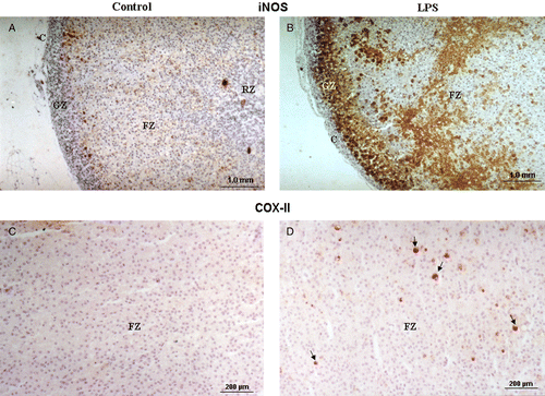 Figure 3.  Photomicrographs demonstrating (A,B) the presence and distribution of iNOS and (C,D) COX-II in the adrenal gland. (A) iNOS-immunoreactive cells are abundant, while (C) COX-immunoreactive cells are scarce in the cortex of control adrenals. (B) The iNOS immunostaining increases strongly in LPS-injected rats (5 mg/kg, i.p.) and (D) COX-II immunostaining increase is less pronounced. C, Capsule; GZ, glomerulosa zone; FZ, fasciculata zone, RZ, reticularis zone. The arrows indicate some of the representative immunostained (dark) cells. Hematoxylin-stained cell nuclei are prominent.