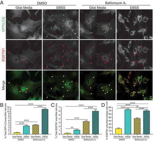 Figure 3. Starvation in EBSS activates autophagy in primary astrocytes. (A) Maximum projections of Z-stacks of GFP-LC3 transgenic astrocytes starved in EBSS for 4 h and immunostained for GFP and SQSTM1. Arrowheads denote puncta co-positive for GFP-LC3 and SQSTM1. Outlines define cell boundaries. Bar: 10 µm. Inset bar: 1 µm. (B) Quantification of total GFP-LC3 puncta area normalized to cell area of astrocytes starved in EBSS for 4 h (mean ± SEM; one-way ANOVA with Tukey’s post hoc test; n = 65–91 cells from 3 independent experiments, 4–5 DIV). (C) Quantification of total SQSTM1 puncta area normalized to cell area of astrocytes starved in EBSS for 4 h (mean ± SEM; one-way ANOVA with Tukey’s post hoc test; n = 48–61 cells from 3 independent experiments, 4–5 DIV). (D) Quantification of the percentage of SQSTM1 puncta area that overlaps with GFP-LC3 puncta area in astrocytes starved in EBSS for 4 h (mean ± SEM; one-way ANOVA with Tukey’s post hoc test; n = 25–39 cells from 3 independent experiments, 4–5 DIV).