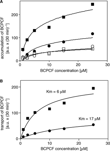 Figure 5.  Kinetics of ATP-dependent BCPCF transport into inside-out Sf9 cell membrane vesicles. (A) MRP1-Sf9-IOVs (▪, □) and CTRL-Sf9-IOVs (•, ○) were exposed for 30 min to various concentrations of BCPCF (1–25 µM) in the presence of either ATP (▪, •) or AMP (□, ○). Each data point is the mean value of duplicate determinations of the accumulation in a single experiment. Similar results were obtained in one additional independent experiment. (B) Kinetic constants Km and Vmax for BCPCF transport were determined using nonlinear fitting to the hyperbolic Michaelis-Menten equation. ATP-dependent transport values calculated (see legend to Figure 3) from data shown in Figure 5A for MRP1-Sf9-IOVs (▪) and CTRL-Sf9-IOVs (•) are plotted.