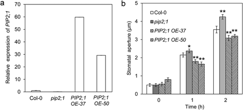 Figure 1. PIP2;1 play a negative role in white light-induced stomatal opening. (a) Expression of PIP2;1 in pip2;1 mutant and two PIP2;1 overexpression lines. (b) Stomatal apertures of pip2;1 mutant and the PIP2;1 overexpression lines (OE-37and OE-50) after 1 or 2 h of white light treatment (*, P < 0.05; **, p < 0.01).