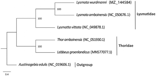 Figure 1. Phylogenetic tree of Lysmata wurdemanni and related species based on the maximum likelihood method.