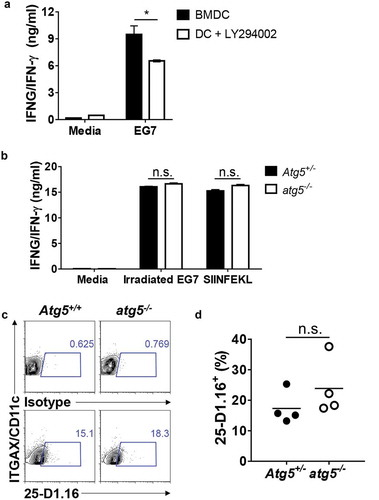 Figure 2. Effect of Atg5 deficiency and PtdIns3K inhibitor treatment on CD8+ T-cell priming and MHC class I presentation. (a) Wild-type BMDCs were pre-incubated with LY294002 and then co-cultured with irradiated EG7 cells and OT-I CD8+ T cells. Concentrations of IFNG/IFN-γ in the culture medium were measured by ELISA. Mean concentrations are presented with standard deviations (Student’s t-test; *P < 0.05). Data are representative of 3 similar independent experiments. (b) Atg5± or atg5−/- NLDCs were co-cultured with irradiated EG7 cells and OT-I CD8+ T cells. After 72 h, concentrations of IFNG/IFN-γ in supernatant were measured by ELISA. Data are representative of 3 similar experiments. (c) Atg5+/- or atg5−/- NLDCs were co-cultured with irradiated EG7 cells. After 24 h, SERPINB/OVA-specific MHC class I antigen presentation was measured by antibody for SERPINB/OVA257-264 (SIINFEKL) peptide bound to H-2Kb. (d) Dot graph showing data pooled from 4 independent experiments. Error bars indicate the standard error of the mean.