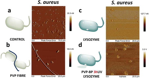 Figure 5. Atomic force microscopy images of bacteria cultured for 24 h alone (a), with PVP electrospun mat (b), lysozyme (c) and PVP-BP-LY 3hUV (d). Please note the dissimilar scales of the images.