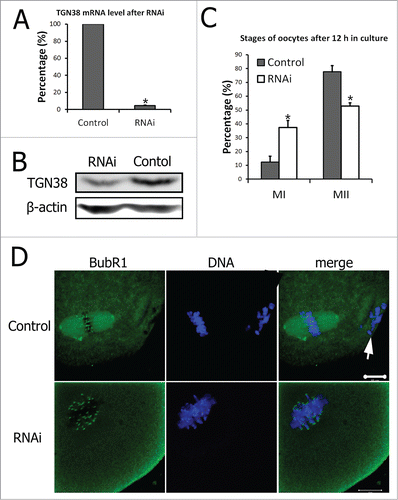 Figure 3. Depletion of TGN38 in mouse oocytes caused MI arrest and decreased percentage of first polar body extrusion. (A) Relative level of TGN38 mRNA in mouse oocytes after injection of scrambled siRNAs or TGN38 siRNAs. Following injection, oocytes were cultured in M2 medium containing 2.5 μM milrinone for 24 h before collected for quantitative RT-PCR. Fifty oocytes were collected in each sample. *, P < 0.001. (B) TGN38 protein level in control and TGN38 RNAi groups. Each sample contains 200 oocytes. (C) Percentages of oocytes at different stages when cultured for 12 h after TGN38 RNAi. *, P < 0.05. (D) Representative images of BubR1 localization in TGN38 depleted oocytes. Arrow: PB1. Bar, 10 μm.