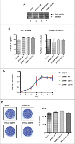 Figure 2. Phosphorylation of BRMS1 on serine 237 does not affect cell cycle progression or proliferation. (A) Western blot representing stable MDA-MB-231 cells expressing (Lane 1) Vector, (Lane 2) BRMS1-WT, (Lane 3) BRMS1-S237A and (Lane 4) BRMS1-S237D. (B, left histogram) Effect of BRMS1-S 237 on S-phase. MDA-MB-231 cells infected with the pLenti-DEST6/V5 (Vector) or expressing BRMS1-WT, BRMS1-S237A or BRMS1-S237D were assessed for the percentage of cells in S phase. Cells were labeled with BrdU, fixed with 70% ethanol, stained with FITC-conjugated anti-BrdU antibody and analyzed by FACS on a Fortessa cell analyzer. Gating was done based on positive staining for BrdU (left panel). The percentage of cells in the S phase is represented in the histogram; Vector (57.8 %), BRMS1-WT (68.7 %), BRMS1-S237A (69.2 %), BRMS1-S237D (65.6 %). One-Way ANOVA with Post-Tukey test were carried out for analysis. Error bars represent ±SEM from 3 biological samples (B, right histogram) Effect of BRMS1-S 237 on M-phase. To measure the percentage of cells in the mitotic phase, cells were subjected to double staining with AlexaFluro 647-conjugated anti-phosphohistone H3 antibody and Propidium Iodide followed by analysis by FACS on a Fortessa cell analyzer. Cells with double the DNA content that positively stained for phosphohistone H3 were gated (left panel). Quantification was performed using One-Way ANOVA with Post-Tukey test. The percentage of cells in mitosis is represented in the histogram; Vector (2.3 %), BRMS1-WT (1.9 %), BRMS1-S237A (2.2 %), BRMS1-S237D (2.1 %). Error bars represent ±SEM from 3 biological samples. (C) Effect of BRMS1-S 237 on cell proliferation. Cells were plated in 96-well plates and their rate of proliferation was quantified by MTS assay over 7 d. Error bars represent ±SEM from 3 biological samples. (D) Effect of BRMS1-S 237 on colony formation. 3000 cells were seeded onto 6 cm plates and left to grow for 7 d. Colonies were fixed and stained with Crystal Violet (left panel) and the number of colonies was determined using ImageJ (Right panel). Error bars represent ±SEM of 3 biological samples.