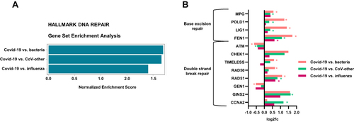Figure 6 The Hallmark pathway DNA repair is significantly more regulated in immune cells during Covid-19 compared to other lower airway infections. Data are obtained by reanalyzing publicly available data (GSE161731); RNA sequencing of whole blood from patients with Covid-19 (n = 15), lower airway infection due to seasonal coronavirus (n = 51), influenza (n = 17) or bacterial pneumonia (n = 24). (A) Gene Set Enrichment Analysis (GSEA, v.7.4MSigDB) comparing gene expression related to the pathway Hallmark of DNA Repair in; (1) Covid-19 vs bacterial pneumonia, (2) Covid-19 vs acute respiratory infection due to seasonal coronavirus and (3) Covid-19 vs Influenza. (B) Expression levels (log2[FoldChange]) of selected base excision repair (BER) genes and double strand break repair (DSBR) genes in Covid-19 compared to other infections. All selected genes are significantly regulated in Covid-19 vs healthy controls for cohort1 and/or cohort2 and/or CD4 T cells. Student’s t test, *p < 0.05.
