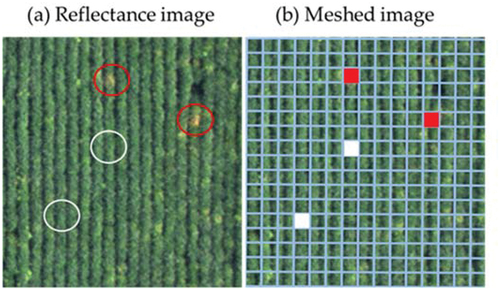 Figure 1. Preparation of labeled meshes for supervised classification of red crown rot-damaged areas based on orthomosaic reflectance images. (a) Red and white circles show points manually specified as damaged and undamaged by red crown rot, respectively. (b) Damaged and nondamaged meshes are marked by red and white, respectively, based on (a). The mesh size is 1 × 1 m.