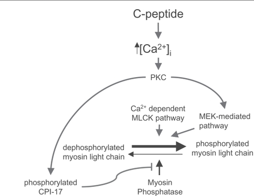 Figure 2 Schematic illustrations of sequences of events leading to constriction. This schematic drawing illustrates possible downstream effects of C-peptide.