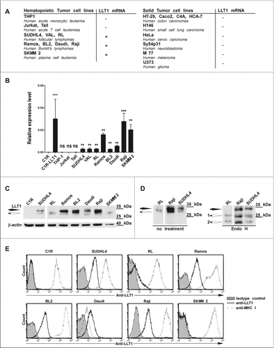 Figure 3. LLT1 expression in B lymphoma cell lines. (A–B) CLEC2D transcript variant 1 coding for LLT1 quantified by real-time RT-PCR in the indicated cell lines, summarized in (A) and expressed relative to β-actin in (B). Statistical significance against LLT1− C1R cells was calculated n = 4 to 30, ***, p < 0.001, **, p< 0.01, Mann–Whitney U-test. (A–B) Data are representative of 3 independent experiments. (C–D) LLT1 expression detected by protein gel blot analysis of whole cell lysates digested or not with Endo H using anti-LLT1 mAb (clone 2F1). β-actin is used as an internal control. Two differentially glycosylated forms of LLT1 are visualized: Endo H resistant form (black arrow) and Endo H sensitive form (white arrows 1 and 2). Data are representative of 3 experiments. (E) LLT1 cell surface expression monitored by flow cytometry with anti-LLT1 mAb (clone 4F68) compared to isotype mIgG1 control and anti-MHC class I mAb (clone DX17). Data are representative of 8 independent experiments.