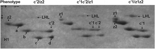 Figure 1. Two-dimensional electrophoretic pattern of Muscovy duck histone H1 complement (subtypes H1.a, H1.b, H1.c, H1.c’ and H1.z) supplemented with LHL conjugates. The allelic heterogeneity of histones H1 is reflected by variously localised isoforms of histone H1.c’, i.e. H1.c’1 and H1.c’2 that form homozygous phenotypes (c’1 and c’2) and heterozygous phenotype (c’1c’2), and differently migrating isoforms of histone H1.z, i.e. H1.z1 and H1.z2 that create homozygous phenotypes (z1 and z2) and heterozygous phenotype (z1z2)