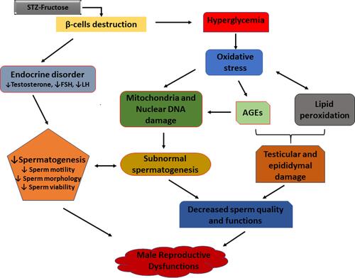 Figure 1 Mechanisms involved in the pathogenesis of diabetes-induced reproductive dysfunctions.