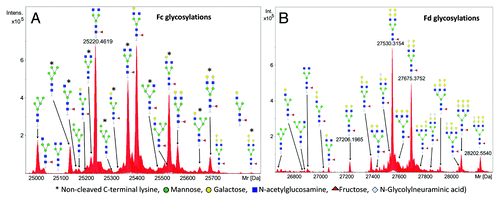 Figure 7. LC-ESI-MS spectra of (A) Fc/2 subunit and (B) Fd subunit. Only 19 out of 20 are displayed, the lowest abundant species is out of the mass range shown. The peaks were annotated with the correspondent glycoform.