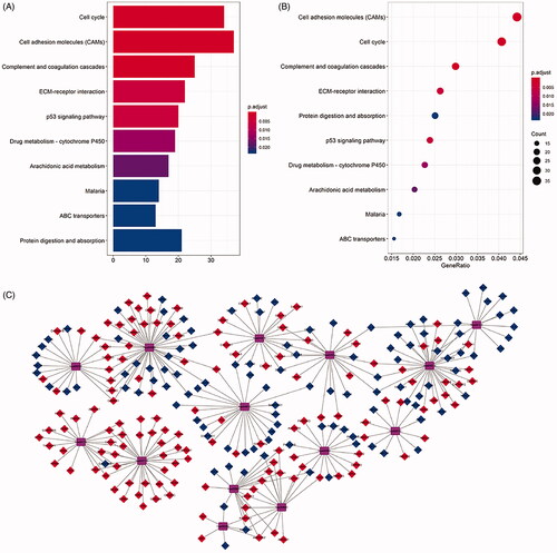 Figure 7. KEGG pathway analysis of differentially expressed mRNAs in LUSC. The top ten pathways lncRNA-related DEmRNAs in barplot and dotplot (A,B). The top 14 pathways were used cytoscape for constructing a pathway-gene network with differentially expressed mRNAs. The purple hubs indicate the pathways, the blue hubs indicate the down-regulated mRNAs, the red hubs indicate the up-regulated mRNAs (C).