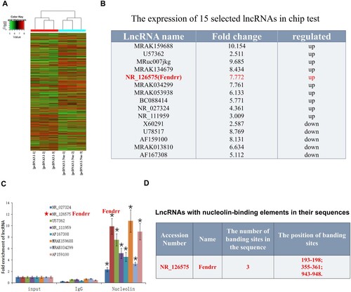 Figure 1. lncRNAs regulated by nucleolin in cardiomyocytes. (A) Heatmap profile of lncRNA microarray analysis. Green to red colors indicate low to high transcriptional levels. The lncRNAs differentially expressed between the two groups were identified through paired t-test P ≤ 0.05 and a fold change (FC) ≥ 2.5; n = 3 independent biological samples for each group. (B) The expression of 15 selected lncRNAs in chip test, where 10 differentially expressed up-regulated lncRNAs (up) and 5 differentially expressed down-regulated lncRNAs (down) were selected. (C) The interactions between nucleolin and lncRNAs were confirmed by RIP and identified via qRT-PCR. *, P < 0.05, vs. IgG group, n = 3. pcDNA3.1, the empty vector served as negative control; pcDNA3.1-Nuc, overexpression nucleolin group. (D) Bioinformatics website predicted Fendrr binding elements with nucleolin.