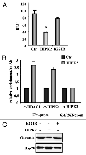 Figure 2. Regulation of vimentin transcription by HIPK2. (A) H1299 cells were co-transfected with the vimentin-luciferase reporter plasmid together with HIPK2, kinase-deficient K221R mutant, or empty vector (Ctr). Luciferase activity was measured 36 h after transfection. Results, normalized to β-gal activity, are the mean of seven independent experiments, performed in duplicate, ± SD. RLU, relative luciferase units. *p < 0.0001. (B) ChIP analysis with anti-HIPK2 and anti-HDAC1 antibodies or no antibody as control was performed in MDA-MB-231 cells transfected with HIPK2 expression vector or empty vector (Ctr) for 24 h. Co-recruitment of HIPK2 and HDAC1 onto the vimentin promoter was detected by RT-PCR, and analyzed by densitometry. Relative enrichment of HIPK2 and HDAC1 onto vimentin promoter, compared with no antibody, is shown. Amplification of the GAPDH promoter was used as control of HIPK2 binding specificity to the vimentin promoter. The data represent the mean of two independent experiments ± SD (C) MDA-MB-231 cells were transfected with HIPK2 and K22R expression vector and equal amount of total cell extracts were analyzed by protein gel immunoblotting with anti-vimentin antibody. Hsp70 detection was used as protein loading control.