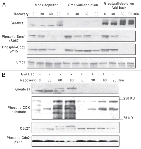 Figure 4 Gwl promotes checkpoint recovery. (A) As in Figure 3A, biotinylated dA-dT oligos bound to M-280 streptavidin beads were added to extracts for 30 min to activate the DNA damage checkpoint and then removed with a magnet to allow recovery. As indicated, these extracts had also been either mock-treated with Protein G Dynabeads or depleted of Gwl with anti-Gwl antibody bound to Protein G Dynabeads as described in Materials and Methods, or Gwl-depleted and then reconstituted with purified Gwl. Recovery in the extracts was then analyzed at 90 min by western blotting with the indicated antibodies. (B) As in (A) extracts with or without depletion of Gwl were monitored for Cdk activation by western blotting with the indicated antibodies at various time points during recovery.