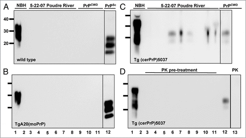 Figure 6 Abrogation of PrPCWD amplification from 5-22-07 raw PR water samples by PMCA using murine PrPC substrate or Proteinase K pre-treatment. All western blot samples were digested with Proteinase K except normal brain homogenate (NBH) in lane 1. Lane 2 shows amplified NBH controls. NBH from wild type (A) and TgA20 (B) mice failed to amplify PrPCWD from six subsamples of raw Poudre River water collected on 5-22-07 (lanes 3–8) and from 1:10,000 PrPCWD dilutions spiked into these NBHs (lanes 9–11), but efficiently amplified 1:100,000 PrPSc dilutions after six PMCA rounds (lane 12). (C) NBH from Tg(cerPrP)5037 mice amplified PrPCWD from 5/9 subsamples of 5-22-07 raw Poudre River water after six PMCA rounds (lanes 3 to 11). Lane 12 shows a 1:100,000 PrPCWD amplification control. (D) No PrPCWD signal was detected after PK pre-treatment and 6 rounds of sPMCA (lanes 3 to 11), indicating that the PrPCWD seed was present prior to sPMCA and can be reduced with protease digestion below sPMCA detection limit. Lanes 12 and 13 show amplification of a 1:100,000 dilution of PrPCWD pre-treated with heat-inactivated and active PK, respectively.
