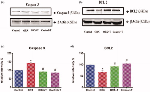 Figure 5. Shows western blot analysis of apoptotic and anti-apoptotic proteins of the hippocampus in experimental groups. Images represent western blot bands (a & b) and graphs (c & d) represents the relative intensity of protein expression. *p ≤ .05 versus control group, #p ≤ .05 versus ORX group. Values are represented as mean ± SEM (n = 6/Group).