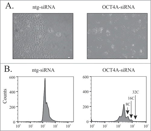 Figure 5. OCT4A silencing inhibits clonal recovery of ETO-treated PA-1 cells. PA-1 cells were treated with ntg-siRNA or OCT4A-siRNA for 24 h before treatment with 8 µM ETO for 20 h and replacement with fresh media. Cells were maintained until day 11. Clonal recovery was observed in non-silenced cells but not in OCT4A-silenced cells, which maintained a flat senescent like morphology. (B) Cells were fixed, stained with PI and analyzed by flow cytometry. A return of the G1 peak was observed in non-silenced ntg cells whereas OCT4A-silenced cells maintained a profound G2 arrest. OCT4A-silenced cells entered rounds of endoreduplication with genomes as large as 32C observed.