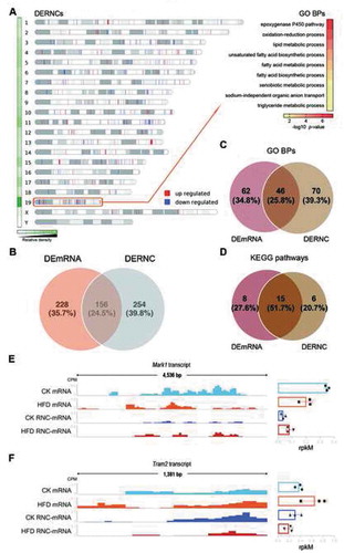 Figure 2. Gene expression was differentially regulated at the transcriptome and translatome levels. (A) Left: distribution of differentially expressed RNC-mRNAs (DERNCs) across chromosomes. A heat map showing relative coverage of differentially expressed RNC-mRNAs in each chromosome normalized by length of the respective chromosome. Right: significantly enriched GO biological processes (BPs) by differentially expressed RNC-mRNAs in chromosome 19. (B) Venn diagram of differentially expressed mRNAs (DEmRNAs) and RNC-mRNAs. (C, D) Venn diagrams of significantly enriched GO BPs (C) and KEGG pathways (D) by DEmRNAs and DERNCs. (E, F) Examples showing the different direction of regulation between transcriptome and translatome. Three biological replicate tracks were overlaid into one. Mark1 (E) was down-regulated at the mRNA level but up-regulated at the RNC-mRNA level. While Tram2 (F) was up-regulated at the mRNA level but down-regulated at the RNC-mRNA level