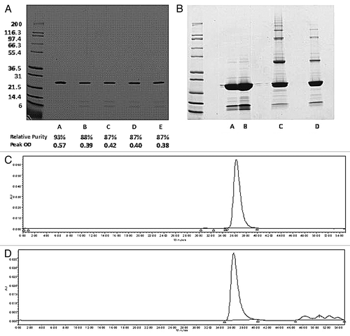 Figure 1. (A) SDS-PAGE under reducing conditions containing 2 µg of Na-GST-1 in 50 mM sodium acetate pH 6.0 buffer. Lane A represents reference protein stored at < -50°C and Lanes B-E are replicate samples of the recombinant protein stored at 2–8°C. (B) SDS-PAGE under non-reducing conditions of Na-GST-1 samples. Lanes A and B correspond to supernatant from two protein samples where particulates were observed after freeze thaw. Lanes C and D represent protein samples from lanes A and B after they were centrifuged to isolate particulates and resuspended in sample buffer. (C-D) SE-HPLC of two recombinant Na-GST-1 protein samples. Panel C represents recombinant protein stored at freezing temperature (below -50°C). Panel D represents recombinant protein stored at 2–8°C for 3 mo with a decrease in main peak area, purity and detection of lower molecular weight breakdown products.