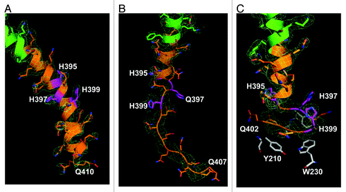 Figure 2. The Htt36Q3H region in α-helical, loop and β-hairpin conformations. (A) The α-helical structure of Htt36Q3H (Q388-Q410) (C1 molecule from crystal X1). (B) The α-helical structure of Htt36Q3H (Q388-H395) followed by a loop (Q396-Q407) (C1 molecule from crystal X2). (C) The α-helical structure of Htt36Q3H (Q388-Q394) followed by a β-hairpin (H395-Q401) (C2 molecule from crystal X1). On (A), (B) and (C) Htt-N17 (green), Htt-polyQ (orange) and His residues (pink) are labeled and numbered on the ribbon diagram. The supportive electron density maps (2Fo-Fc) at 1σ are shown by a green mesh.