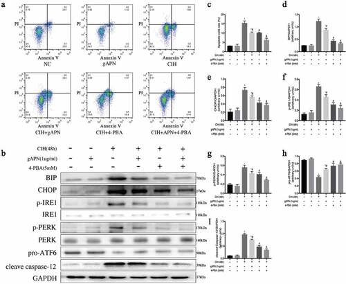 Figure 2. Effect of ER stress on H9C2 cardiomyocytes exposed to CIH (48 h), gAPN (1 µg/ml) and 4-PBA (5 mM). (a, c) Flow cytometry images representing H9C2 cardiomyocytes apoptosis. (b, d–i) Protein expression levels indicating ER stress (BIP, CHOP, IRE1, p-IRE1, p-PERK, PERK, pro-ATF6, cleaved Caspase-12). Data represent mean ± SD. n = 3. *P< 0.05, vs NC group. #P< 0.05, vs CIH group. &P< 0.05, vs CIH+gAPN group