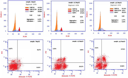 Figure 4 Assessment of pro-apoptotic and anti-apoptotic genes post HepG2 cells therapy with the IC50 values of pomegranate seed and peel extracts using rt-PCR.
