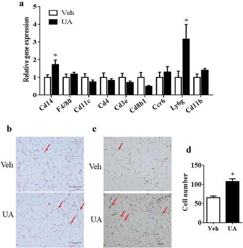 Figure 5. UA stimulated white adipose tissue to recruit CD14+ monocytes. Normal chow fed male mice were treated with UA (n = 6) or vehicle (n = 7) for 3 d. (a) Gene expression levels of F4/80, Cd11 c, Cd14, Cd4, Cd3e, Cd8b1, Ccr6, Ly6g and Cd11b in gonadal fat tissues. (b) H&E staining images for gonadal fat tissues. Red arrows indicate crown-like structures. (c) Images for CD14 immunohistochemical stain of gonadal fat tissues. Red arrows indicate CD14 positive monocytes. (d) Average numbers of CD14 positive monocytes per images. *P < 0.05 Veh VS UA