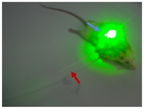 Figure 1 Mouse with Ehrlich tumor under experiment. Two different laser sources: the blue arrow refers to the superficial green diode laser in the visible region, while the red arrow refers to the interstitial red diode laser in the NIR region.