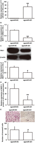 Figure 6. Effect of miR-421 overexpression on the expression of MCP-1 in HC-a cells (A–D) and the migration of THP-1 cells (E). (A) Expression of miR-421 in HC-a cells after transfection with agomiR-NC or agomiR-421. **p < 0.01 compared with agomiR-NC group. (B, C) Expression of MCP-1 mRNA (B) and protein (C) in HC-a cells after transfection with agomiR-NC or agomiR-421. *p < 0.05 and **p < 0.01 compared with agomiR-NC group. (D) Content of MCP-1 protein in supernatant of HC-a cells after transfection with agomiR-NC or agomiR-421. **p < 0.01 compared with agomiR-NC group. (E) Number of migrated THP-1 cells after stimulation by culture supernatant of HC-a cells transfected with agomiR-NC or agomiR-421. Transwell assay was used to determine cell migration. *p < 0.05 compared with agomiR-NC group.