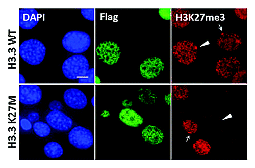 Figure 1. The histone H3K27M mutation reduces H3K27 methylation on Xi. Co- Immunofluorescence staining of H3K27me3 (red) and Flag (green) in iMEF cells expressed the Flag-tagged H3.3 WT or H3.3K27M histone proteins. Arrowheads indicate the Xi in iMEF expressed the Flag-tagged histones. Arrows denote Xi in un-transfected cells. Scale bar, 5 μm.