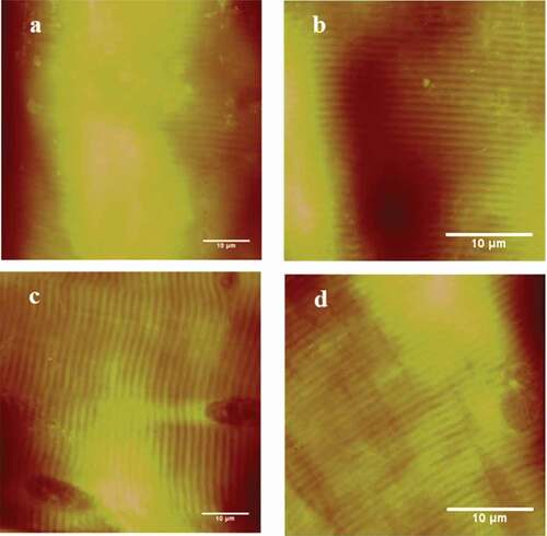 Figure 6. AFM height images of the longissimus lumborum (LL) muscle fibers. (a) and (b) Control with deionized water at 24 h. (c) and (d) Treated with 300 mM NaCl for 24 h.