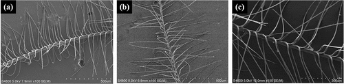 Figure 12. The microscopic morphology of down fiber after treatment in the drying environment of 55°C without mechanical agitation.