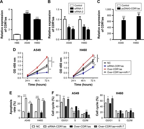 Figure 2 Overexpression of CDR1as antagonized the availability of miR-7 for tumor growth.