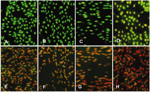 Figure 8. Control/untreated HeLa cells (A), HeLa cells treated with only extract of JSC-1 (B) and HeLa cells treated with different concentrations of AgNPs, i.e. 5, 10, 20, 40, 80 and 160 µg ml−1 (C, D, E, F, G and H, respectively).